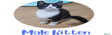 Male Tuxedo Kitten