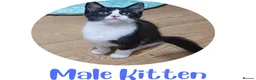 Mixed Breed cats for sale: Ready Now: 4 Adorable 12-Week-Old Kittens in Bilston - Advert 5