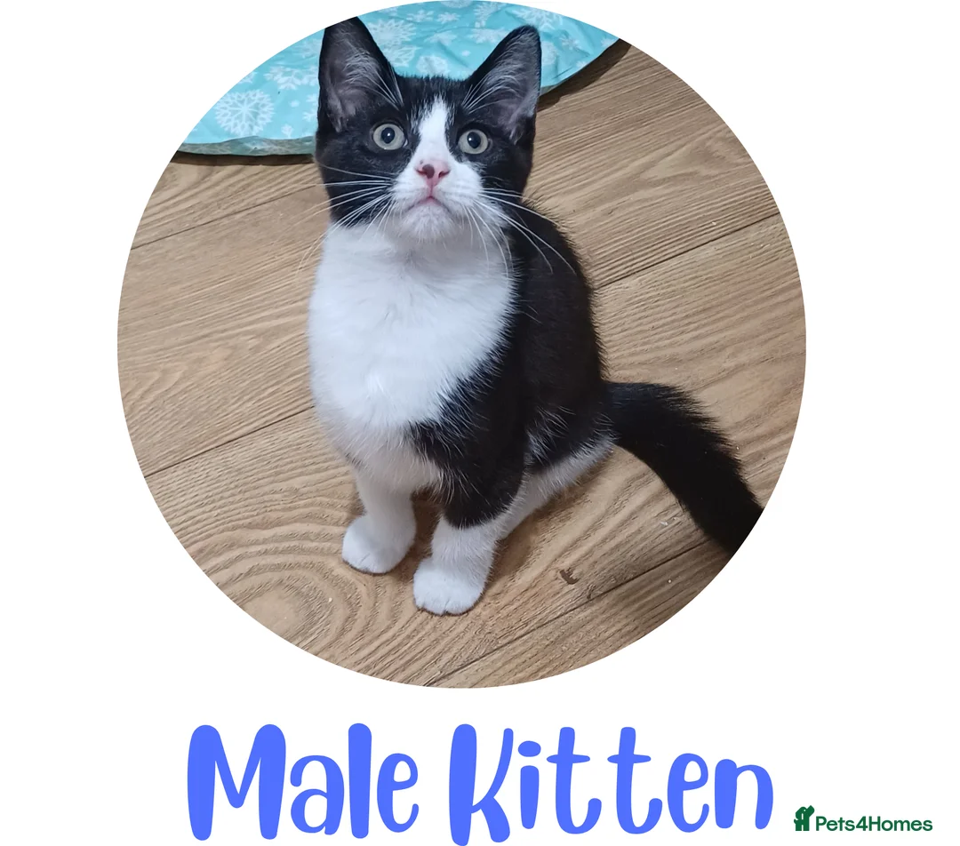 Mixed Breed cats for sale: Ready Now: 4 Adorable 12-Week-Old Kittens in Bilston - Advert 5