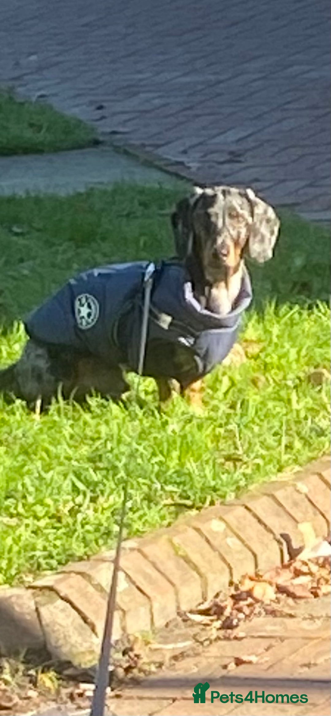 Dachshund dogs for sale: Standard dachshund  - Advert 3