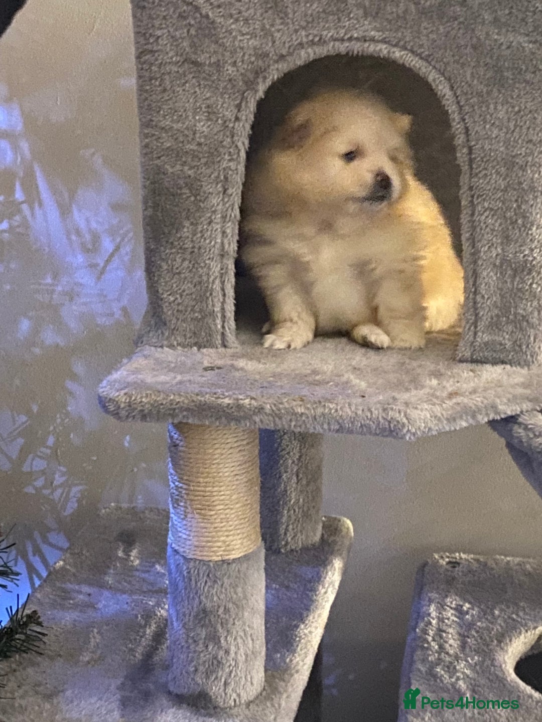 Pomeranian dogs for sale: Three beautiful Pomeranian puppies - Advert 4