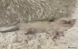 Persian cats for sale: Stunning Persians  - Image 2