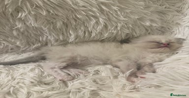Persian cats - Advert 3