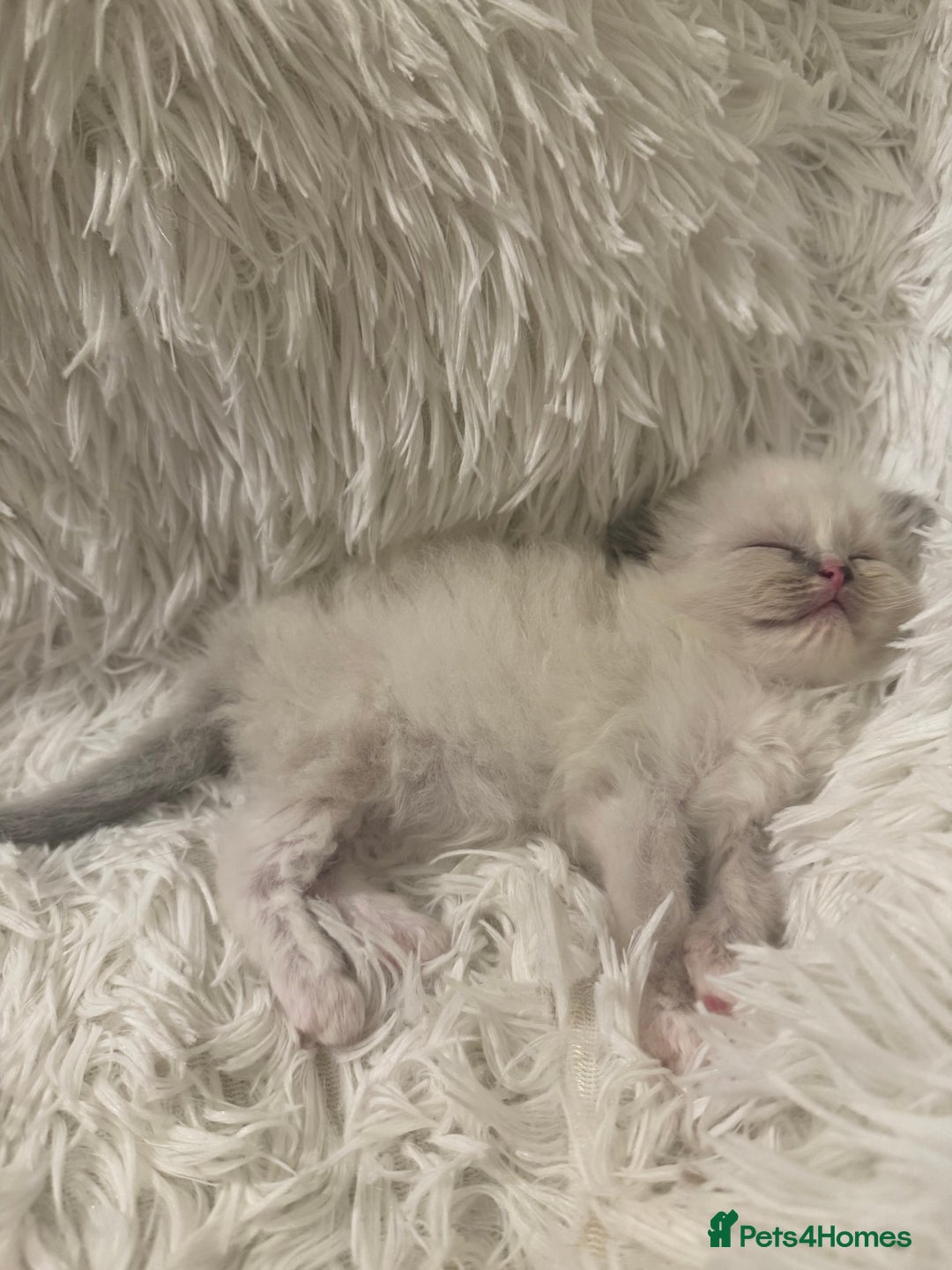 Persian cats for sale: Stunning Persians  - Image 2