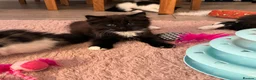 British Shorthair cats for sale: 6 stunning kittens - Advert 9