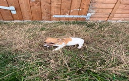 Jack Russell dogs for sale: Beautiful miniature Jack Russel puppys  - Image 2