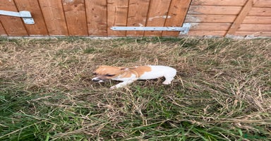 Jack Russell dogs - Advert 5