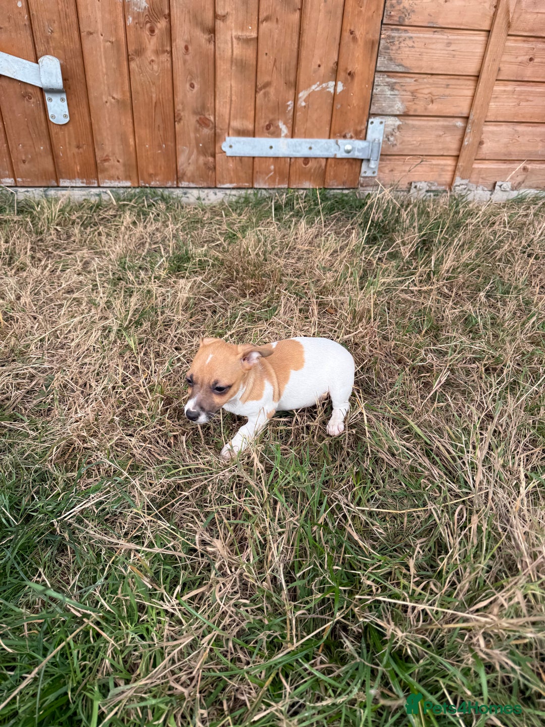 Jack Russell dogs for sale: Beautiful miniature Jack Russel puppys  - Image 2