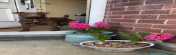 Patterdale Terrier dogs for stud: Working Chocolate Patterdale For Stud  in Wakefield - Advert 5