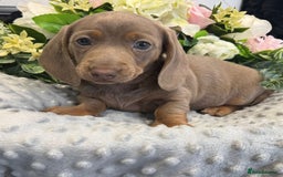 Miniature Dachshund dogs for sale: Adorable Miniature Dachshund Puppies for Sale. - Image 5