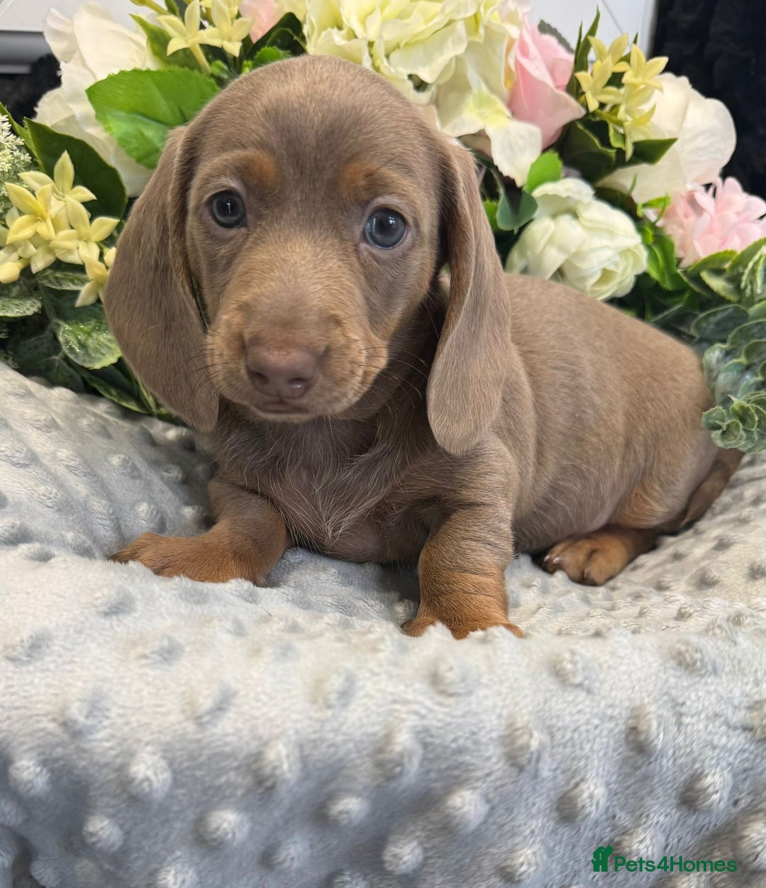 Miniature Dachshund dogs for sale: Adorable Miniature Dachshund Puppies for Sale. - Image 5