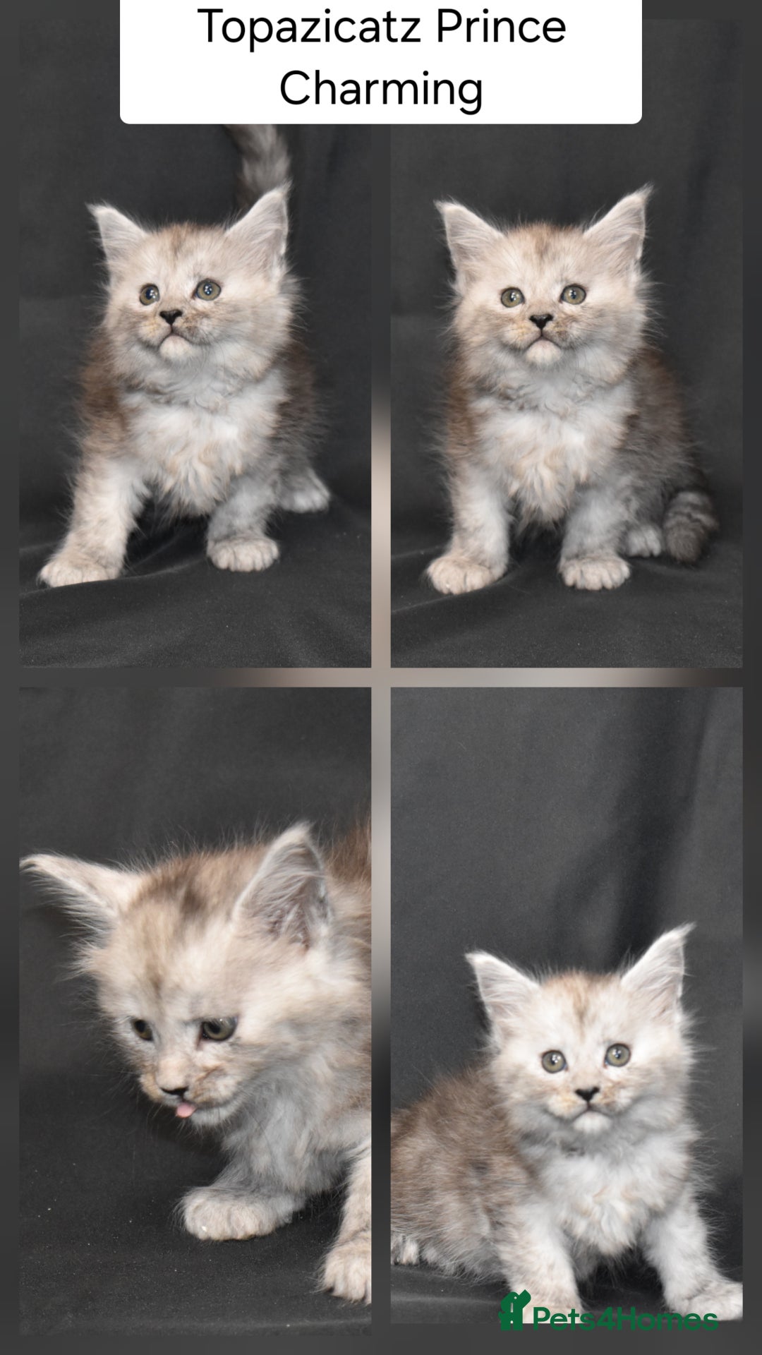 Maine Coon cats for sale: Tica kittens and retired queen available - Advert 4