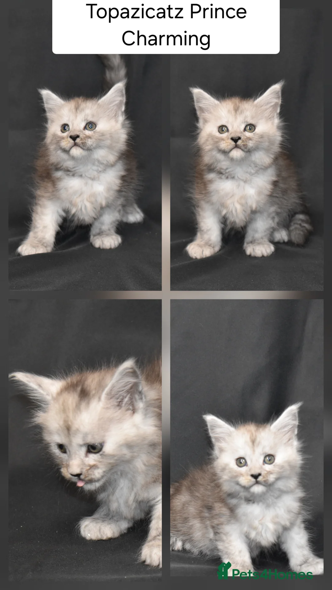 Maine Coon cats for sale: Tica reg kittens- neutered. 3 left Ready soon - Advert 19