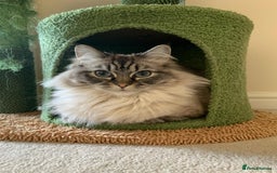 Ragdoll cats for sale: Freddie and Lyla - Image 2