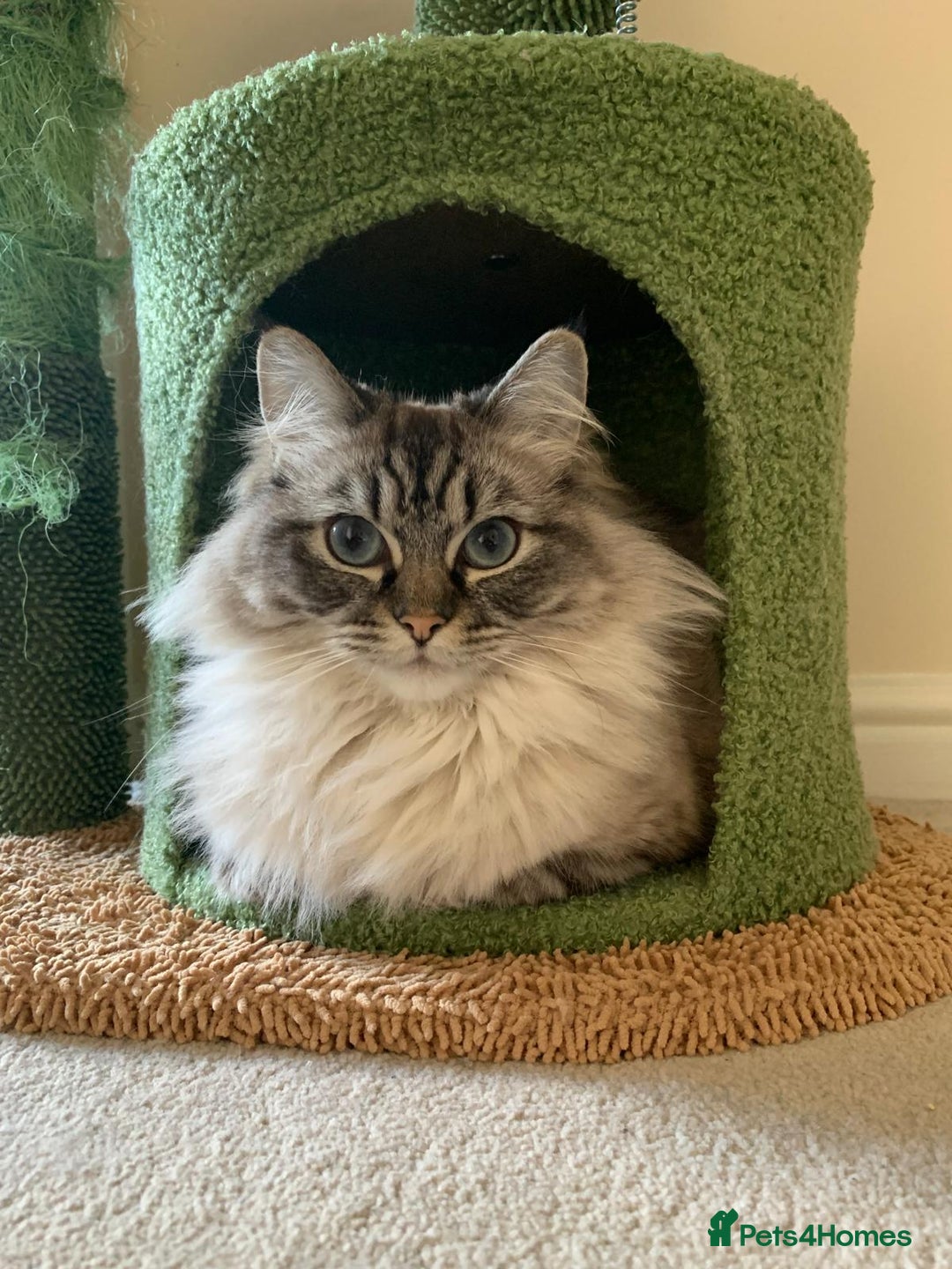Ragdoll cats for sale: Freddie and Lyla - Image 2