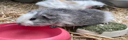 Guinea Pig rodents for sale: 10 week old male guinea pigs in Torrington - Advert 32