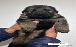 German Shepherd dogs for sale: BIG BONDED, LONG HAIRED GSD PUPPYS  - Image 17