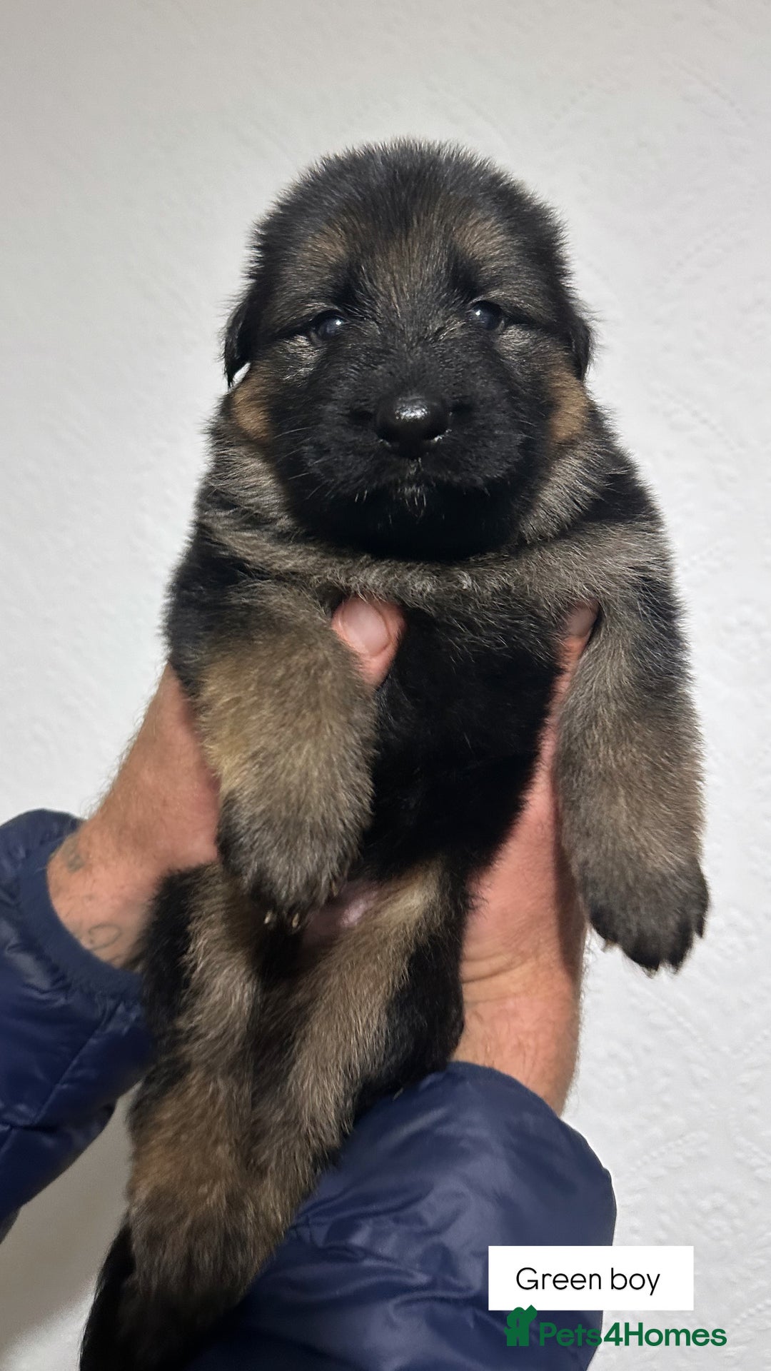 German Shepherd dogs for sale: BIG BONDED, LONG HAIRED GSD PUPPYS  - Image 17