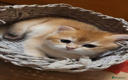 British Shorthair cats for sale: British shorthair kittens  - Image 3