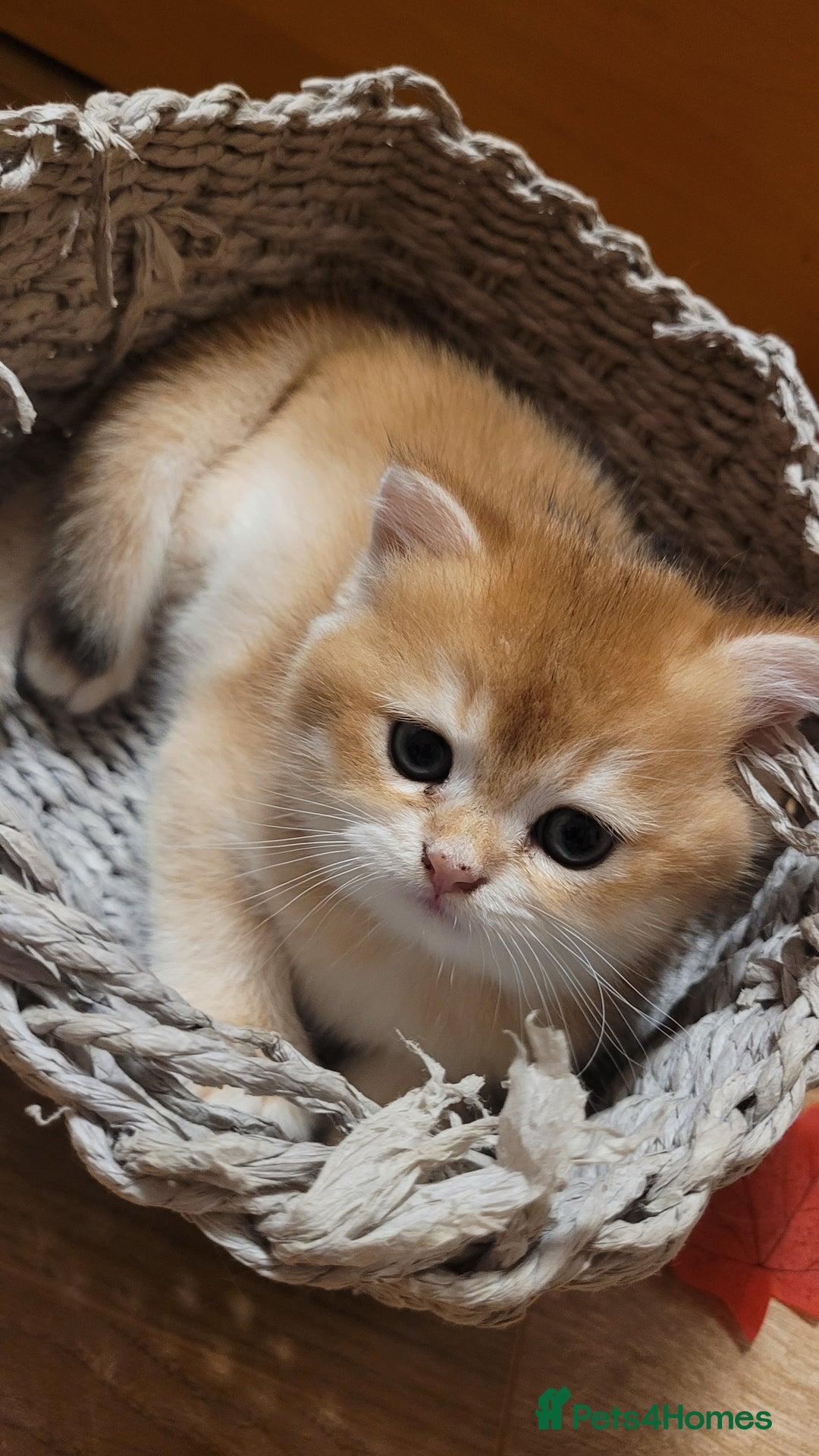 British Shorthair cats for sale: British shorthair kittens  - Image 3