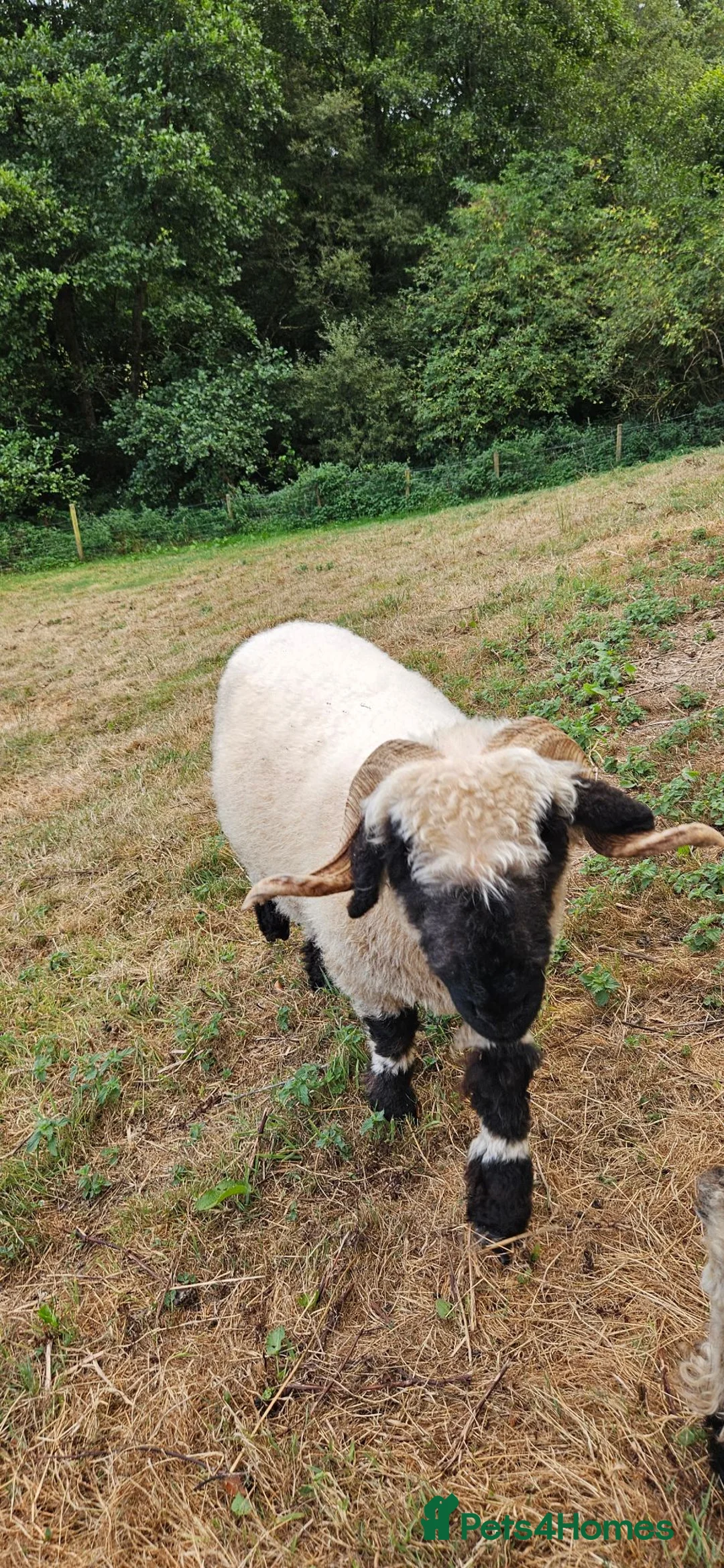 Sheep livestock for sale: Valais black nose sheep - Advert 2