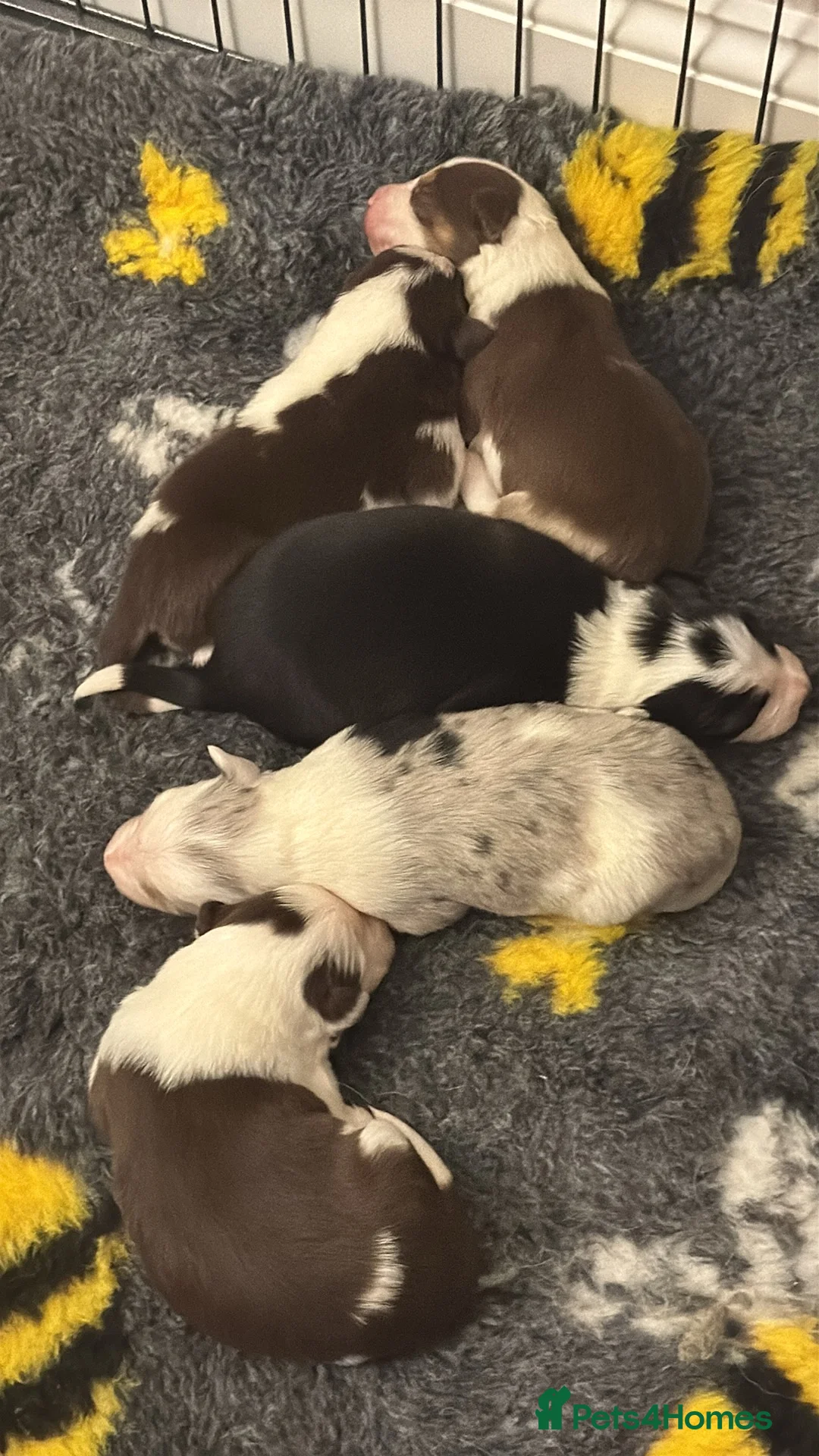 Border Collie dogs for sale: Adorable border collie tri coloured pups - Advert 1