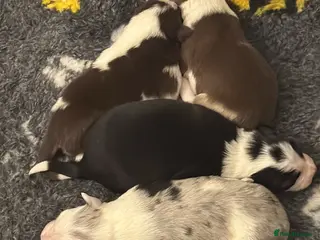 Border Collie dogs Adorable border collie tri coloured pups - Advert 1