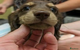 Miniature Dachshund dogs for sale: Miniature Dachshund Puppies  - Image 5