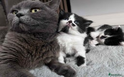 British Shorthair cats for sale: British shorthair/ tuexedo kittens  - Image 28