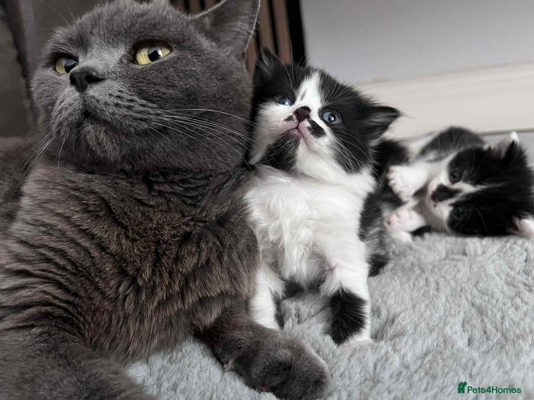 British Shorthair cats for sale: British shorthair/ tuexedo kittens  - Image 28