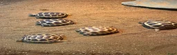 Mixed Breed reptiles for sale: Reptiles for sale  - Advert 4