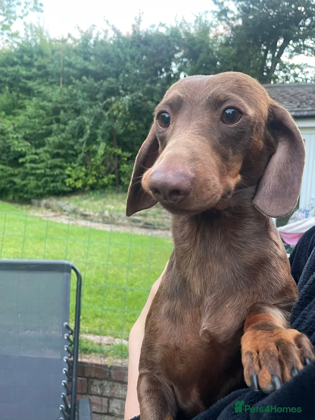 Dachshund dogs for sale: Three 3 year old + five 2 year old dachshund dogs. - Advert 10