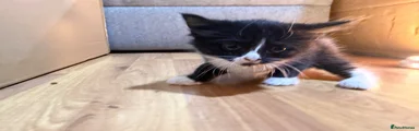 Korat Kitten 4
