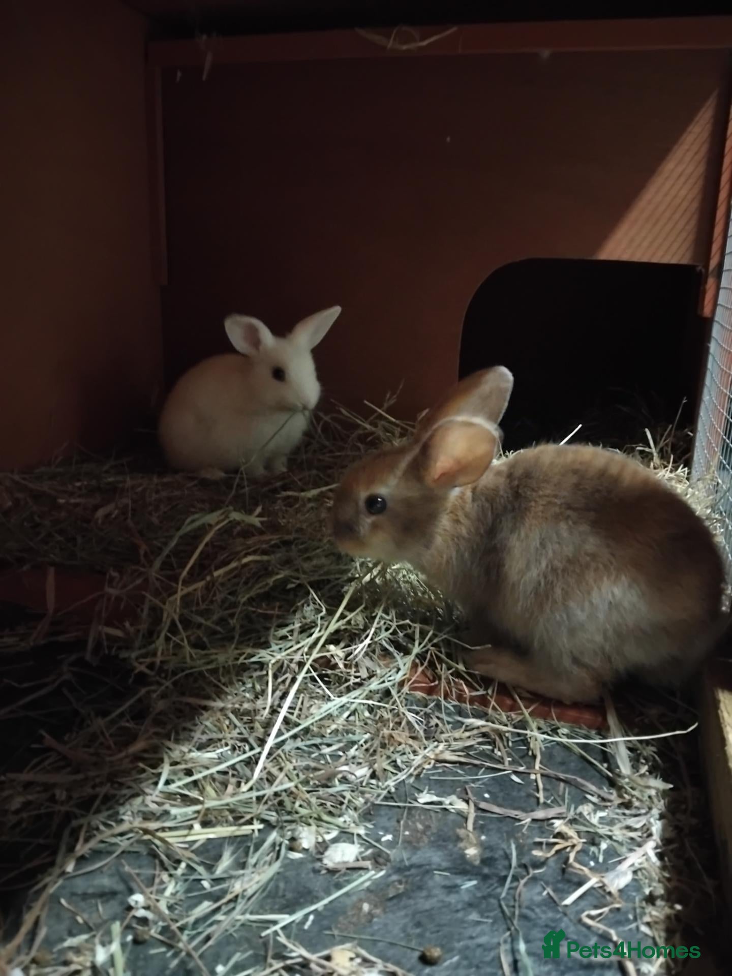 Mini Lop rabbits Baby lops - Advert 17