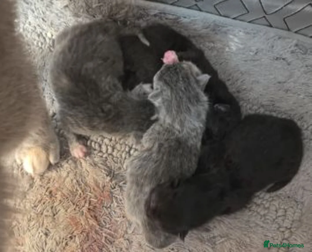 British Shorthair cats for sale: Lovely Baby Cats in Coventry - Advert 2