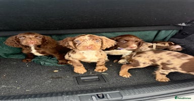 Cocker Spaniel dogs - Advert 5