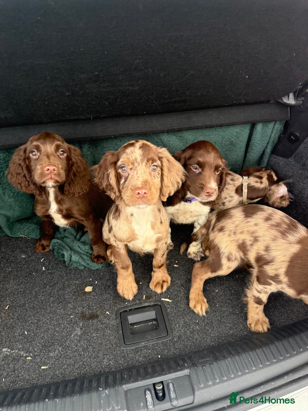 Cocker Spaniel dogs for sale: Cocker Spaniel Puppy’s (🍫Merle)  - Image 3
