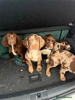 Cocker Spaniel dogs - Advert 9