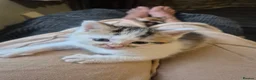 Mixed Breed cats for sale: British short hair mix kittens. - Advert 10