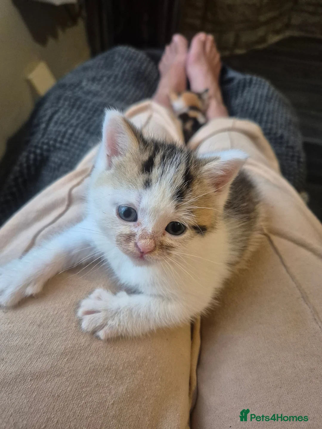 Mixed Breed cats for sale: British short hair mix kittens. - Advert 10