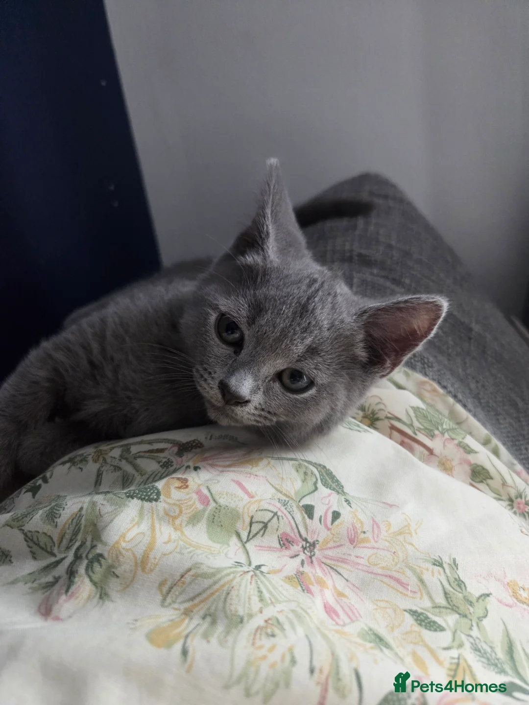 British Shorthair cats for sale: British shorthair kitten  - Advert 1