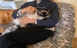Ragdoll cats for sale: Beautiful rag doll cat - Image 5