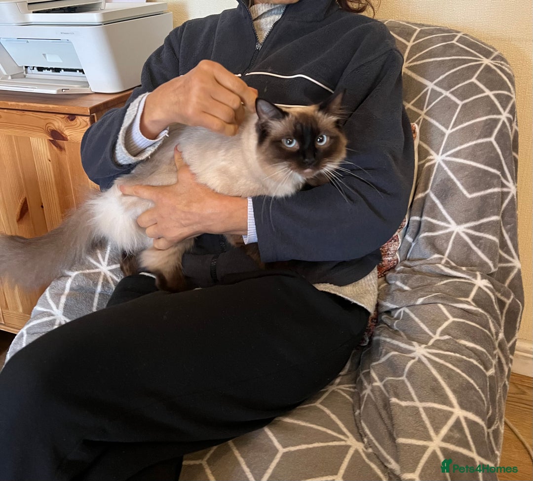 Ragdoll cats for sale: Beautiful rag doll cat - Image 5