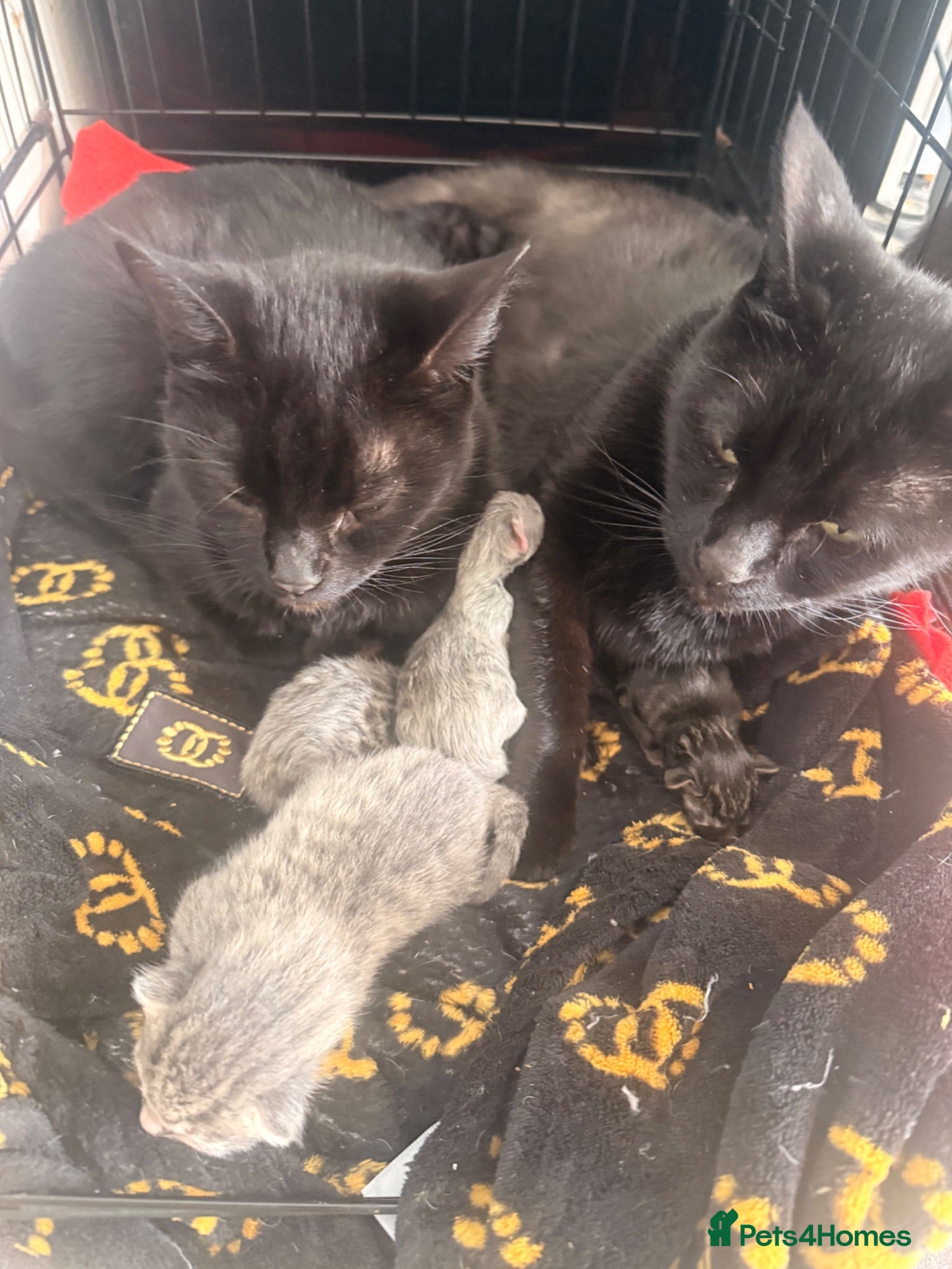 Mixed Breed cats 2 litters from sisters  - Advert 6