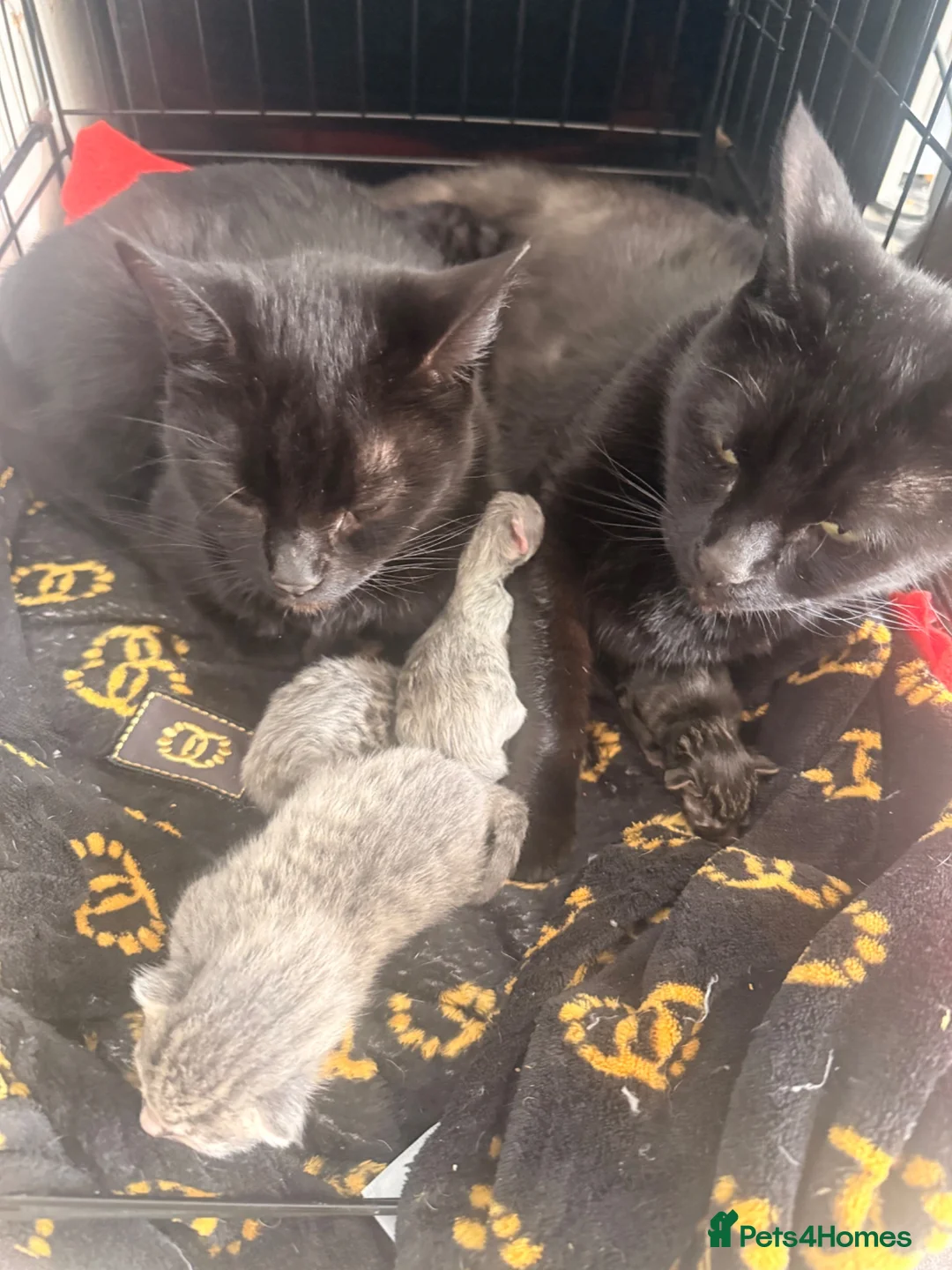 Mixed Breed cats for sale: Beautiful fur babies 🐱 - Advert 1