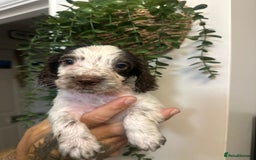 Sprocker dogs for sale: Sprocker puppies  - Image 11