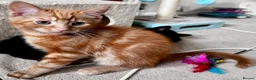 Mixed Breed cats for sale: Amiable mixed breed kttens - Advert 11