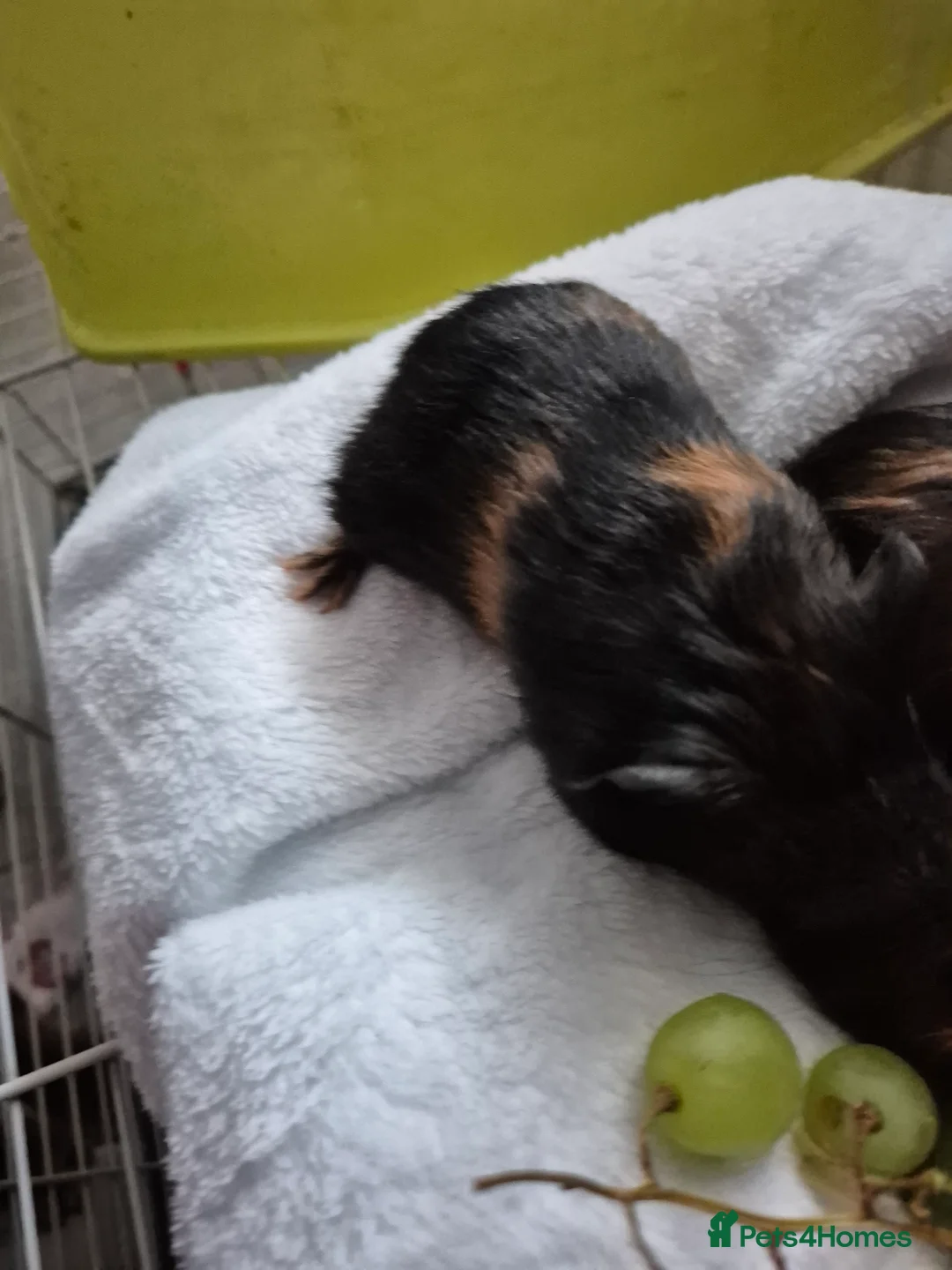 Guinea Pig rodents for sale: 2 female guinea pigs - Advert 5