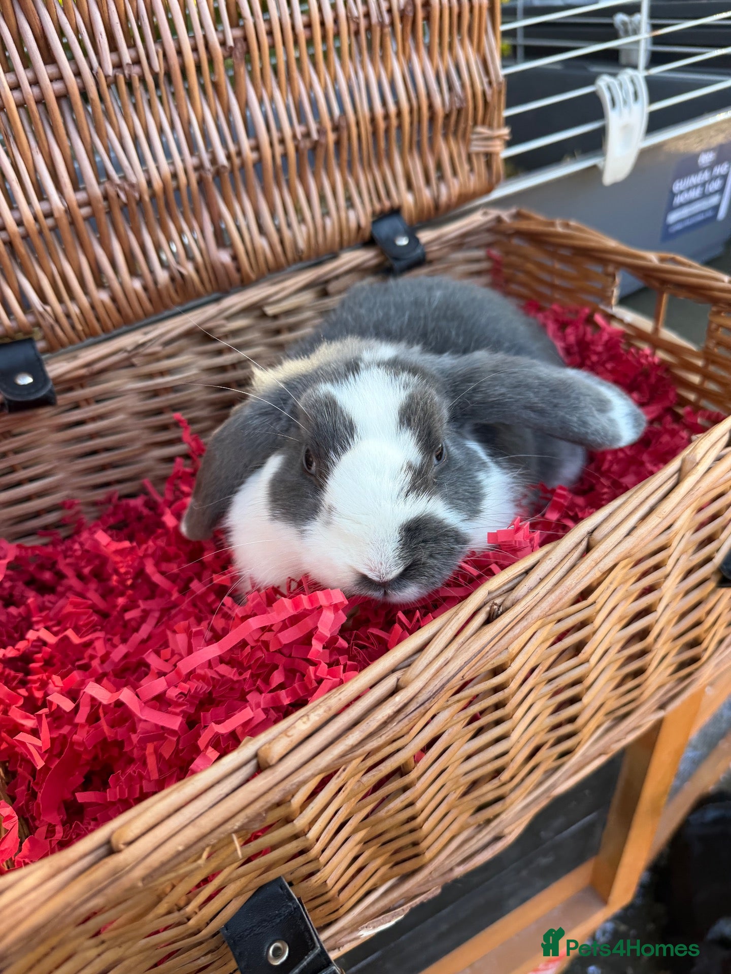 Mini Lop rabbits 3 INTACT MALES - 6 months +  - Advert 1