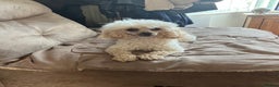 Toy Poodle dogs for sale: Beautiful 2 year old Female Toy Poodle  - Advert 3